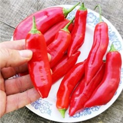 Ягодный Перец Баккатум КАП 455 — Baccatum Pepper CAP 455 (10 семян)
