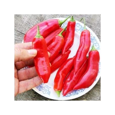 Ягодный Перец Баккатум КАП 455 — Baccatum Pepper CAP 455 (10 семян)
