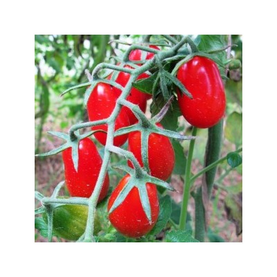 Помидоры Цыганёнок — Baby Roma Tomatoes (10 семян)