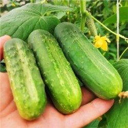 Огурцы — Бостонский Пикуль (10 семян)