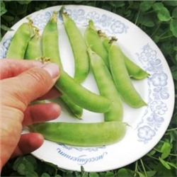 Горох Мангетоут Сладкая Сенсация — Mangetout Peas Sweet Sensation (10 семян)
