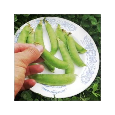 Горох Мангетоут Сладкая Сенсация — Mangetout Peas Sweet Sensation (10 семян)