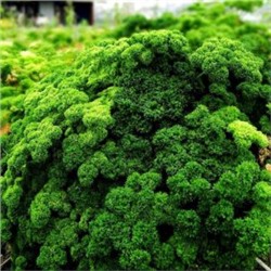 Петрушка Рыночная Курчавая (100 семян)