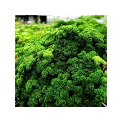 Петрушка Рыночная Курчавая (100 семян)