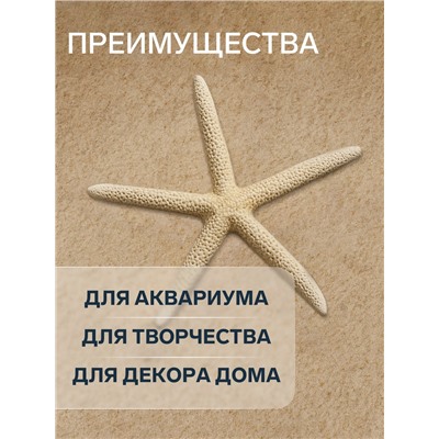 Морская звезда декоративная, 10-16 см