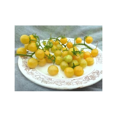 Помидоры Snow White Cherry — Белые Черри (10 семян)
