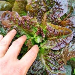 Ирландский Салат Маленький Леприкон — Little Leprechaun Lettuce (50 семян)