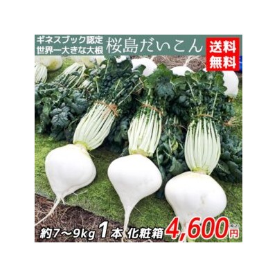 Редис Гигантский Японский Сакурадзима — Sakurajima Radish — 桜 島 大 根 (15 семян)