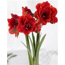 Амариллис Дабл Кинг 1 шт.