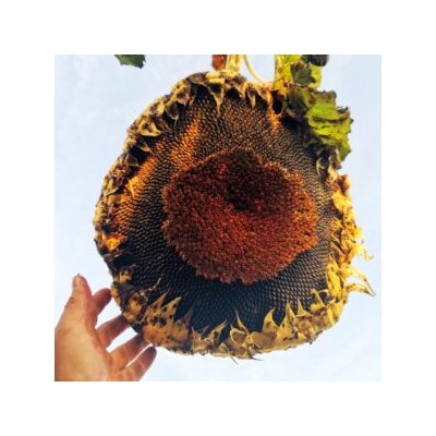 Семена с РЕКОРДНОГО Серого Кардинала Подсолнечника — Gray Cardinal Sunflower (10 семян)