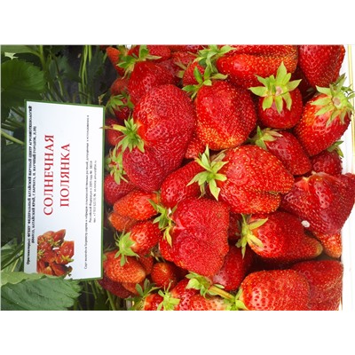 Солнечная поляна, 6 шт.