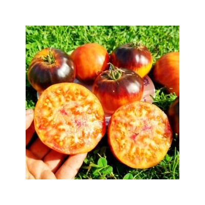 Помидоры Любовное Наслаждение от Близости при Свете Дня — Afternoon Delight Tomato (10 семян)