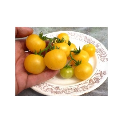 Помидоры Gajo de Melon — Ломтик Дыни (10 семян)