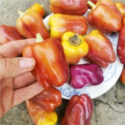 Перец Германская Виолончель — Violgo Pepper (10 семян)