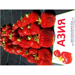 Азия (крупномер), 6 шт.