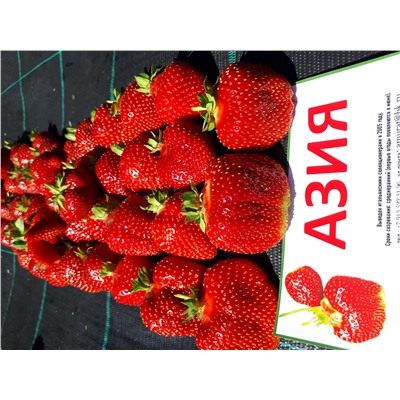 Азия (крупномер), 6 шт.