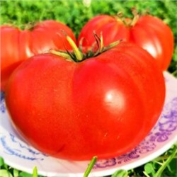 Помидоры Ранневесенний Король — Spring King Early Tomato (10 семян)