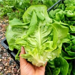 Салат Ромэн Литл Джем — Little Gem Romaine Lettuce (50 семян)