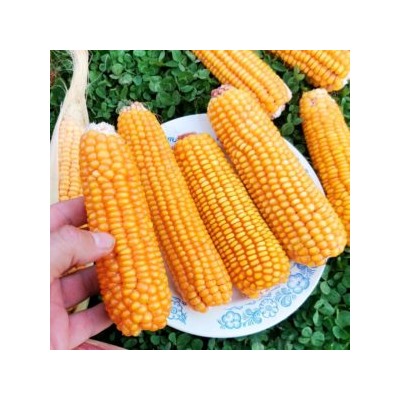 Кукуруза Северная Ранняя Пташка — Early Riser Corn (20 семян)