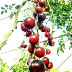 Помидоры Черная Бабочка — Black Butterfly Tomato (10 семян)