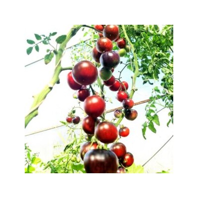 Помидоры Черная Бабочка — Black Butterfly Tomato (10 семян)