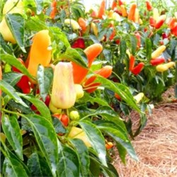 Корнишонный Перчик Сладкие Пикули — Sweet Pickle Peppers (10 семян)