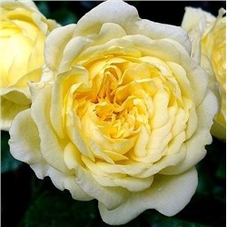 Роза Анни Дюпрей 1шт (флор) лимонно-желтая