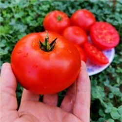 Помидоры Матушка Царица — Mother Queen Tomato (10 семян)