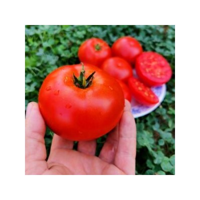 Помидоры Матушка Царица — Mother Queen Tomato (10 семян)