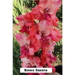 Гладиолус Блюз Заката (И-12-06) (Код: 80351)