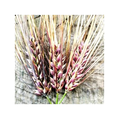 Ячмень Чёрный Тибетский Голозерный Пурпурная Долина — Purple Valley Barley (50 семян)