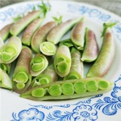 Снеп Горох Усатый Весенний Румянец — Snap Spring Blush Tendril Pea  (10 семян)