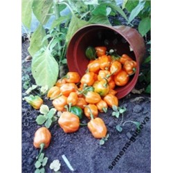 Перец Супер Острый- HABANERO ORANGE (10 семян)