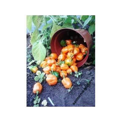 Перец Супер Острый- HABANERO ORANGE (10 семян)