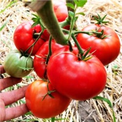 Помидоры Первая Любовь — First Love Tomato (10 семян)