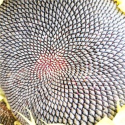 Семена с РЕКОРДНОГО Серого Кардинала Подсолнечника — Gray Cardinal Sunflower (10 семян)