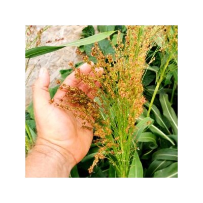 Карликовое сорго мистера Сэма Мойера — Dwarf Mayo Sorghum (50 семян)