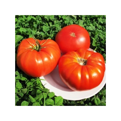 Помидоры Бабушкина Селекция — Tomato Babuschka Selection (10 семян)