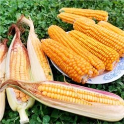 Кукуруза Северная Ранняя Пташка — Early Riser Corn (20 семян)