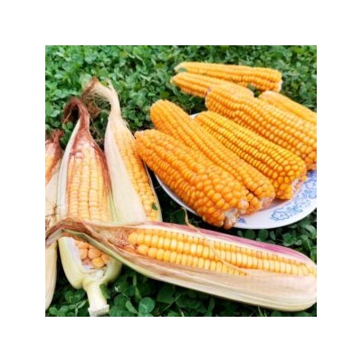 Кукуруза Северная Ранняя Пташка — Early Riser Corn (20 семян)