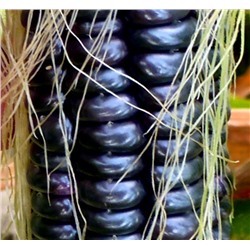 Цветная Кукуруза Ацтеков — Multicolor Aztec Corn (15 семян)