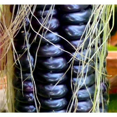 Цветная Кукуруза Ацтеков — Multicolor Aztec Corn (15 семян)