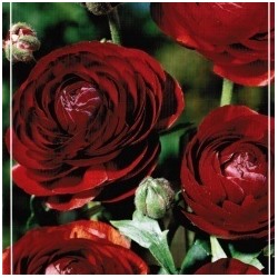 Ранункулюс Авив Ред (7/8) 15шт