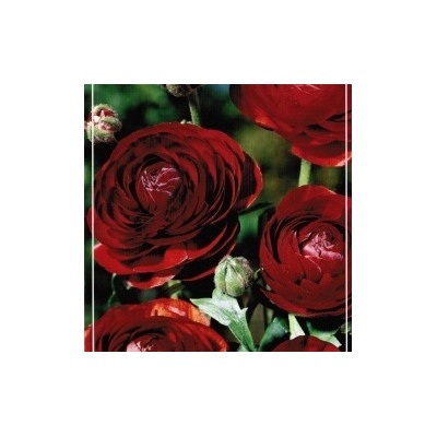 Ранункулюс Авив Ред (7/8) 15шт
