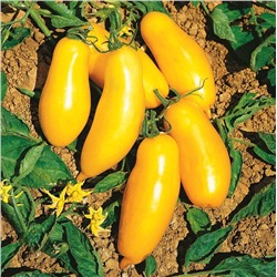Помидоры Римская Свеча — Roman Candle Tomato (10 семян)