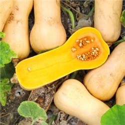 Уолтемская Тыква Баттернат — Waltham Butternut Squash (5 семян)