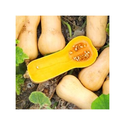 Уолтемская Тыква Баттернат — Waltham Butternut Squash (5 семян)