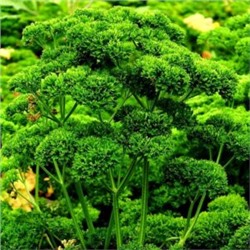Петрушка Рыночная Курчавая (100 семян)