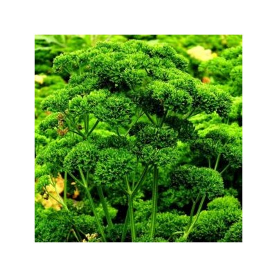 Петрушка Рыночная Курчавая (100 семян)