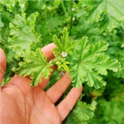 Донг Куй Цзы — 冬葵 — Древняя Салатная Кудрявая Китайская Мальва (30 семян)